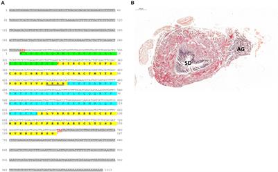 The IAG-Switch and Further Transcriptomic Insights Into Sexual Differentiation of a Protandric Shrimp